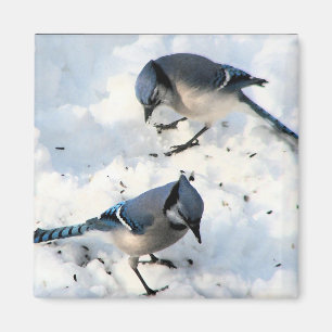 Blue Jay Birds in Snow Nature Magnet
