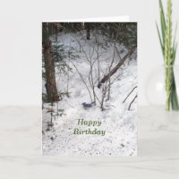 Blue Jay Birthday 
