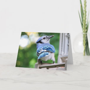 Blue Jay Blank Greeting Card