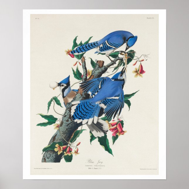 Blue Jay by Audubon Poster (Front)