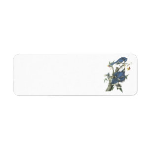 Blue Jay by Audubon Return Address Label
