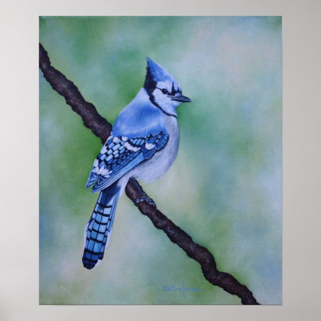 Blue Jay Canvas Print (Front)