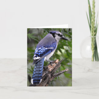 Blue Jay Card