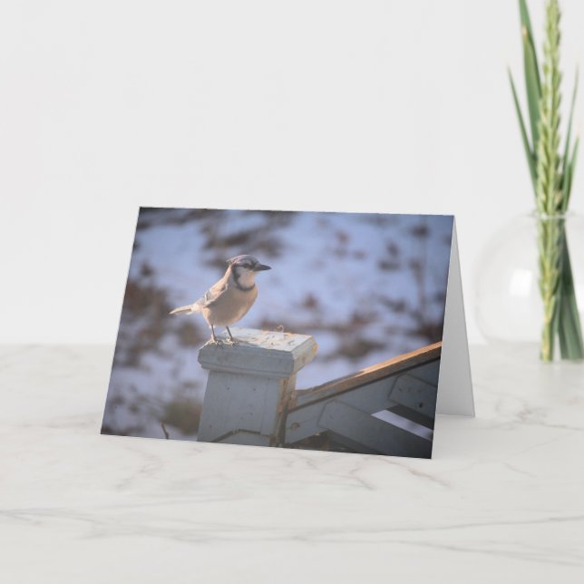 Blue Jay Card (Front)