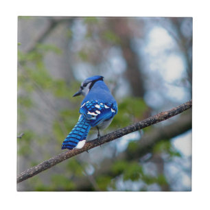 Blue Jay Ceramic Tile