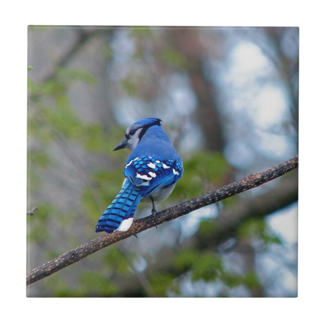 Blue Jay Ceramic Tile (Front)