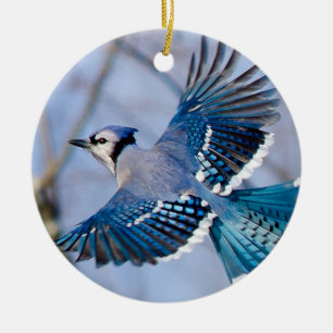 Blue Jay Christmas Ornament