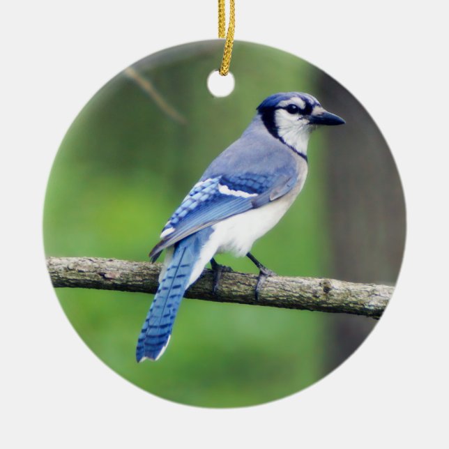 Blue Jay Christmas Ornament (Front)
