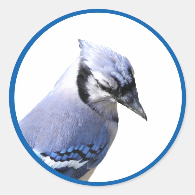 Blue Jay Classic Round Sticker (Front)