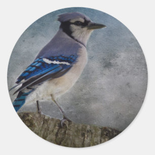 Blue Jay Classic Round Sticker