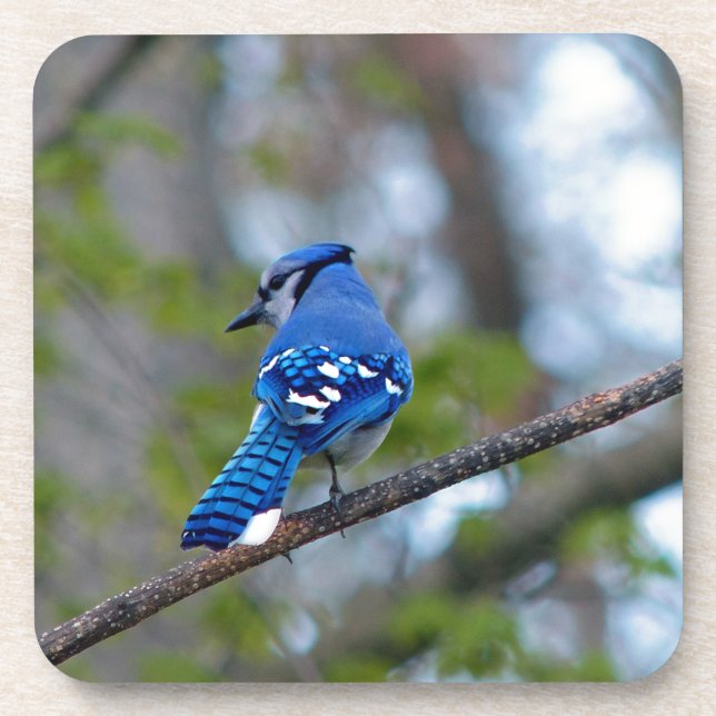 Blue Jay Coaster (Front)