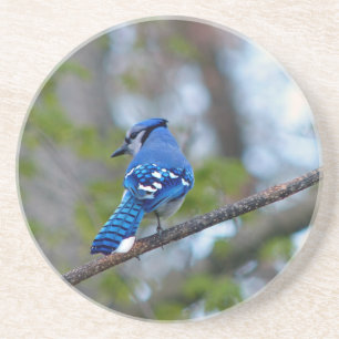 Blue Jay Coaster