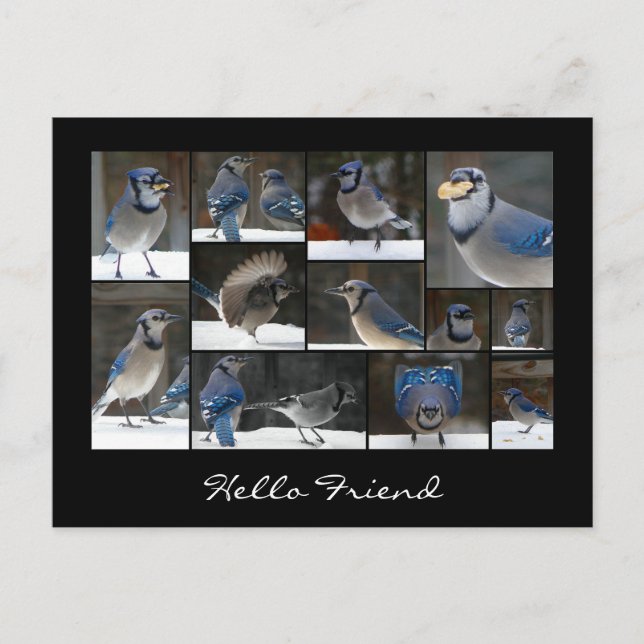 Blue Jay Collage Postcard (Front)