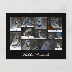 Blue Jay Collage Postcard