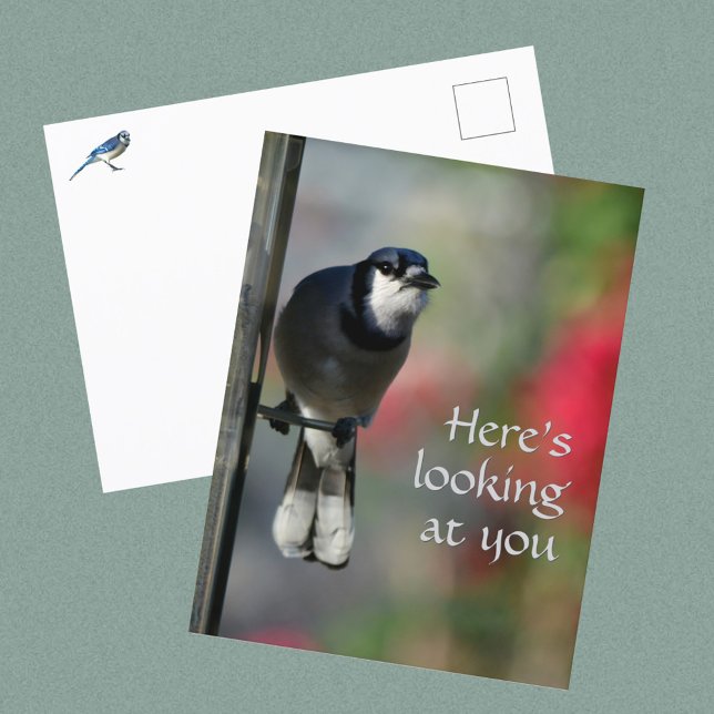 Blue Jay Curious Gaze Photographic Postcard (Creator Uploaded)