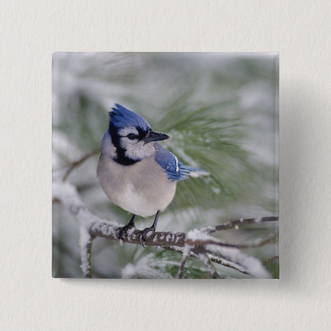 Blue Jay, Cyanocitta cristata 15 Cm Square Badge (Front)