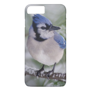 Blue Jay, Cyanocitta cristata iPhone 8 Plus/7 Plus Case