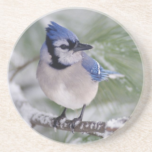 Blue Jay, Cyanocitta cristata Coaster (Front)