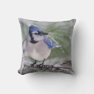 Blue Jay, Cyanocitta cristata Cushion