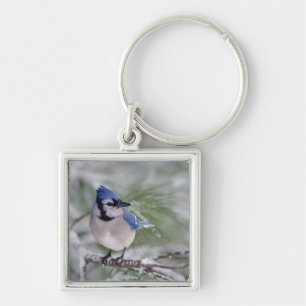Blue Jay, Cyanocitta cristata Key Ring
