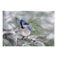 Blue Jay, Cyanocitta cristata