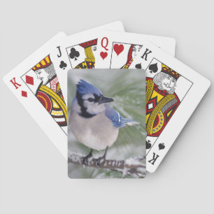 Blue Jay, Cyanocitta cristata Playing Cards