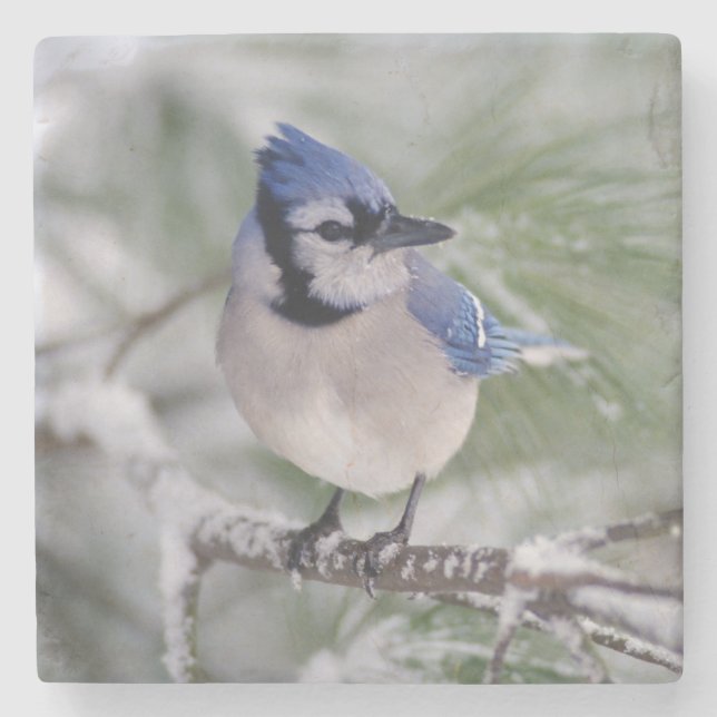 Blue Jay, Cyanocitta cristata Stone Coaster (Front)