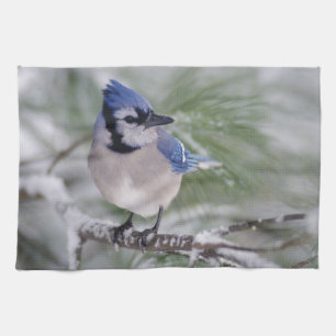 Blue Jay, Cyanocitta cristata Tea Towel