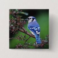 Blue Jay, Cyaoncitta cristata