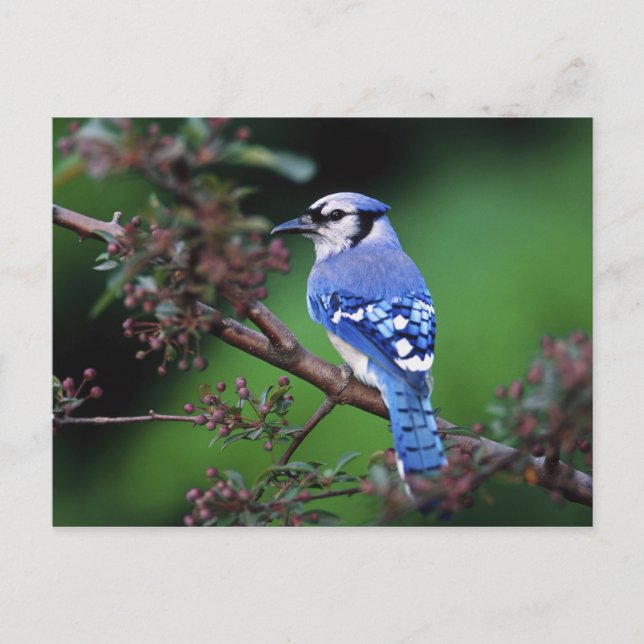 Blue Jay, Cyaoncitta cristata Postcard (Front)