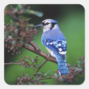 Blue Jay, Cyaoncitta cristata Square Sticker
