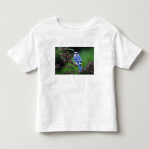 Blue Jay, Cyaoncitta cristata Toddler T-Shirt