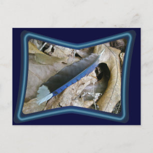 Blue Jay Feather Coordinating Items Postcard