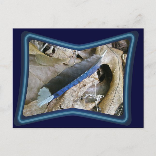 Blue Jay Feather Coordinating Items Postcard (Front)