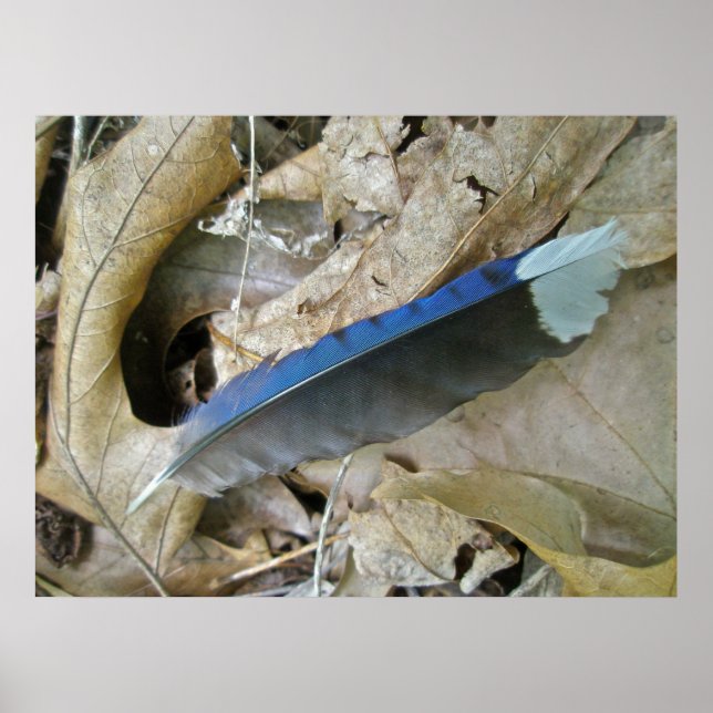 Blue Jay Feather Coordinating Items Poster (Front)