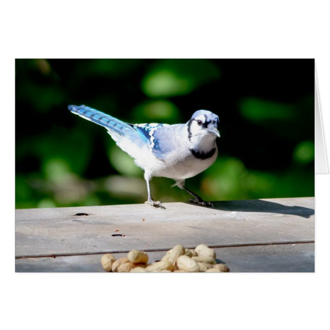 Blue Jay getting a peanut (Front Horizontal)