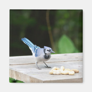 Blue Jay getting a peanut Magnet