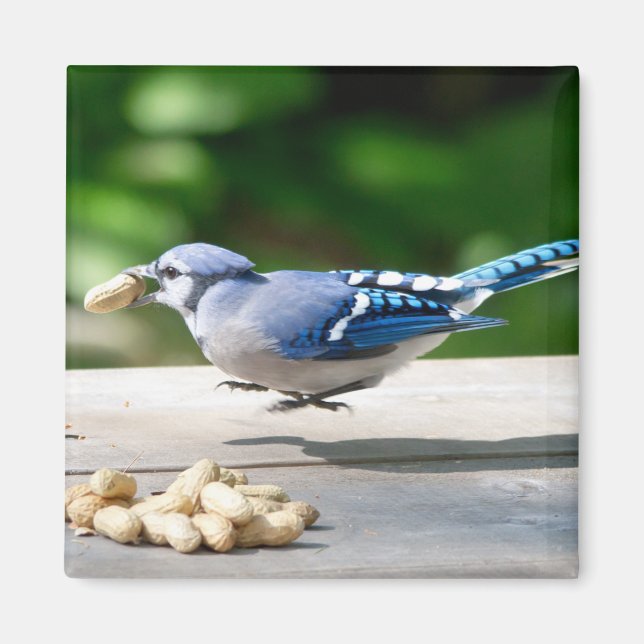 Blue Jay getting a peanut Magnet (Front)