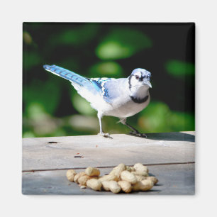 Blue Jay getting a peanut Magnet