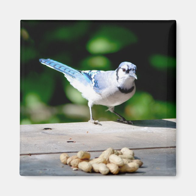 Blue Jay getting a peanut Magnet (Front)