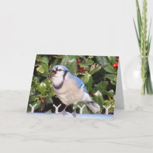 Blue Jay Greeting Card
