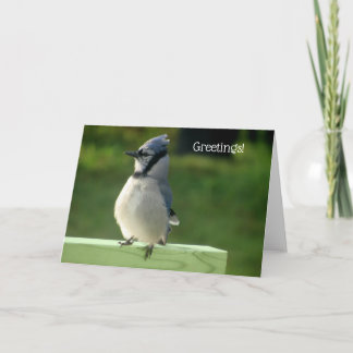 Blue Jay Greeting Card
