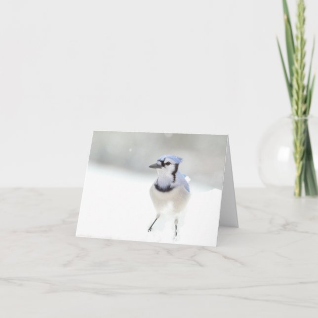 Blue Jay Greeting Card (blank inside) (Front)