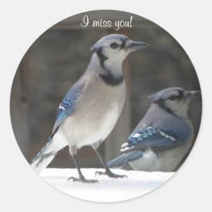 Blue Jay: I Miss You Sticker