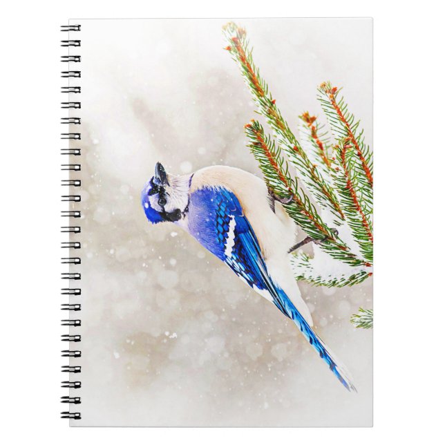 Blue jay in a pine tree with snow notebook (Front)
