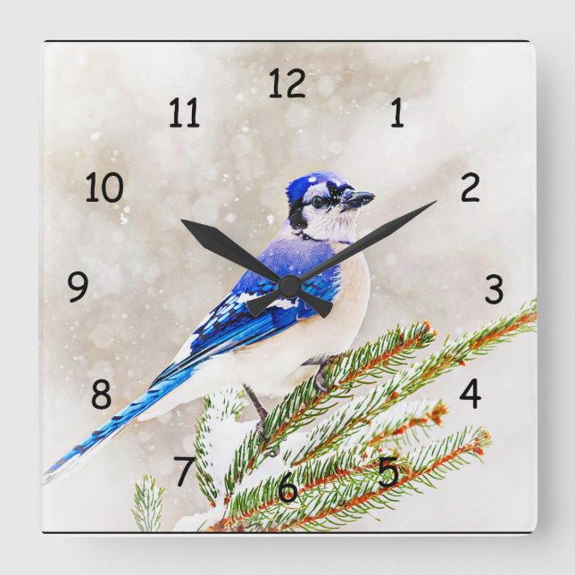 Blue jay in a pine tree with snow square wall clock (Front)