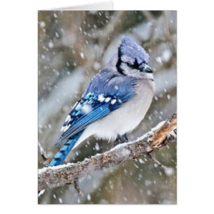 Blue Jay in a Snowstorm