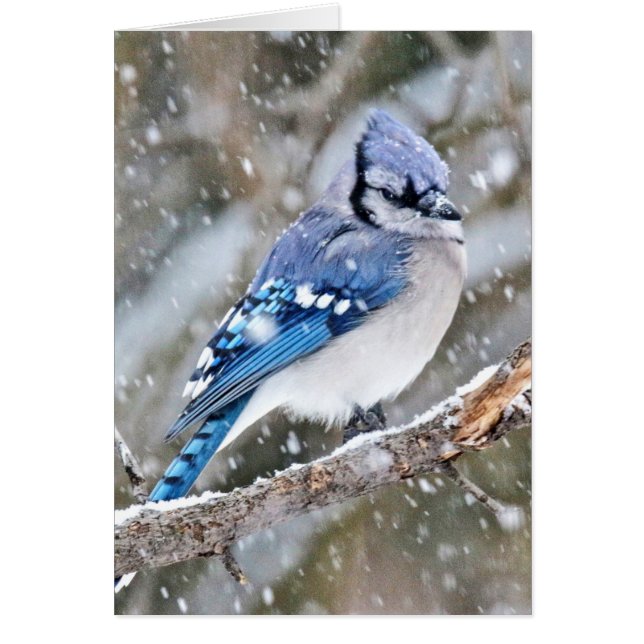 Blue Jay in a Snowstorm (Front)