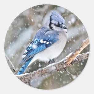 Blue Jay in a Snowstorm Classic Round Sticker