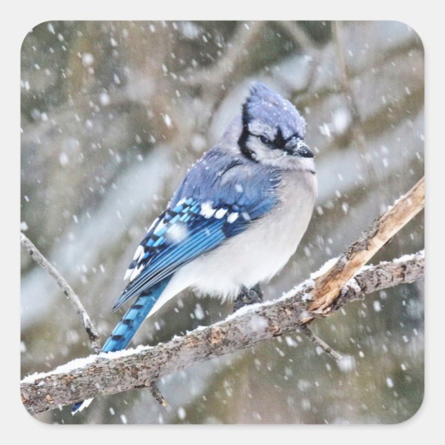 Blue Jay in a Snowstorm Square Sticker (Front)